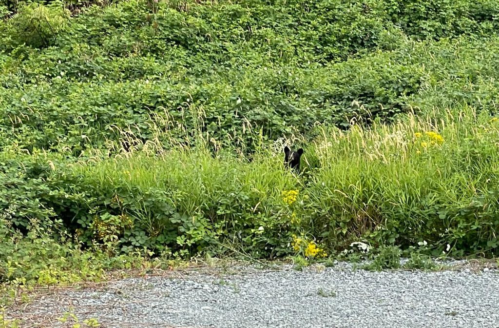 A small black bear near the Chilliwack Community Forest.